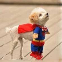 Load image into Gallery viewer, Superdog!