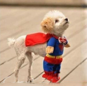 Superdog!