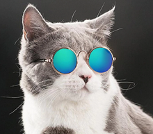 Load image into Gallery viewer, Sunny Honey Dog Glasses