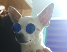 Sunny Honey Dog Glasses