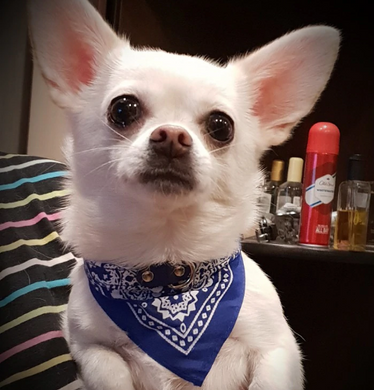 Lulu's Bandana Collar